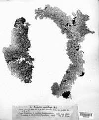 Image of Arctoparmelia centrifuga